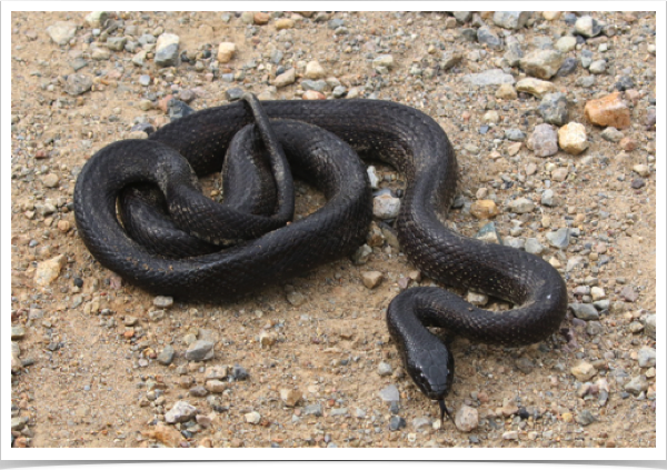 Desert Kingsnake